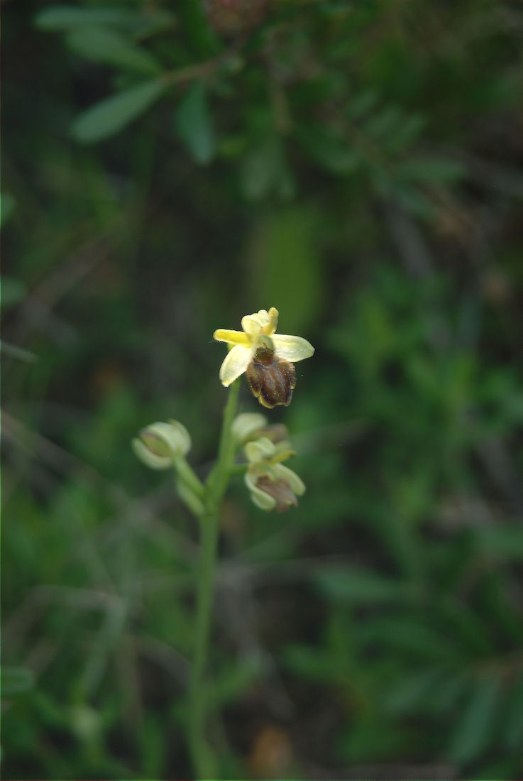 Orchidee nel pisano